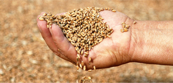 BoMill enters into collaboration agreement with T H WHITE to accelerate growth in the UK grain market